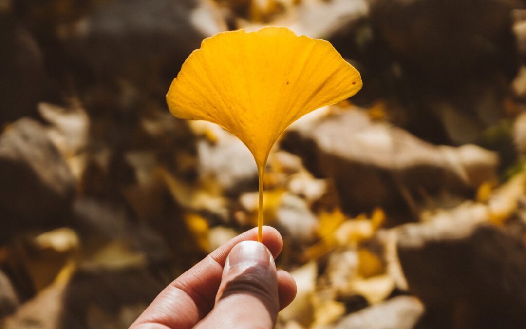 La resilienza del Ginko